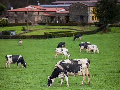 Vacas pastan en la explotación ganadera de Casa da Cursicada, en Arzúa (A Coruña).