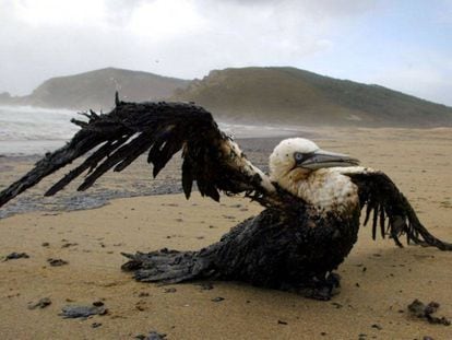 Un ave afectada por el fuel vertido por el Prestige, en la playa gallega de 'Mar de fora', cercana a Finisterre (A Coruña), el 21 de noviembre de 2002.
