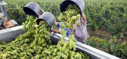 Los inversores asiáticos extienden su interés por el vino con la compra de bodegas en Europa.