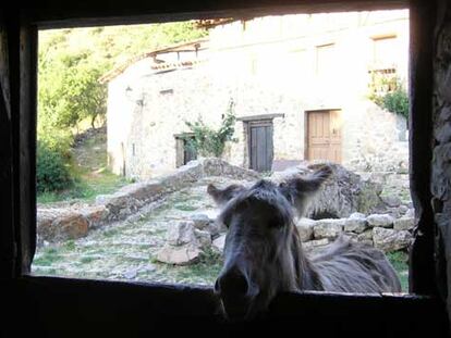 El burro <i>Nicolás </i><b>se asoma a una cuadra de Aldeanueva de Cameros.