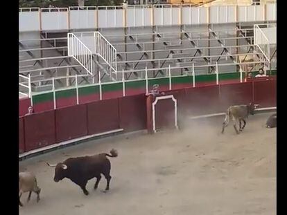 Un toro embistiendo a becerros en Barbastro (Huesca), este miércoles, en una captura de Twitter.