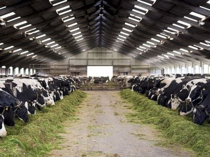 Una granja de vacas de leche.