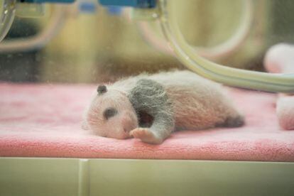 Un cachorro de panda recién nacido yace en una incubadora en la Base de Investigación de Cría de Panda Gigante de Chengdu (China), el jueves.