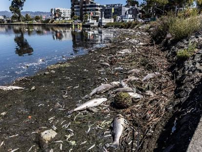Peces muertos alrededor del Lago Merritt, en la ciudad californiana de Oakland, el 31 de agosto de 2022.