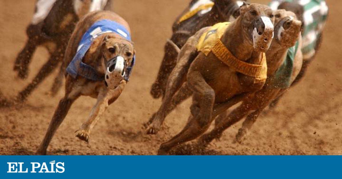 son ilegales las carreras de galgos