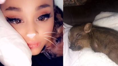 Esta misma semana la cantante Ariana Grande ha compartido en su Instagram varias instantáneas con su nuevo cerdito.