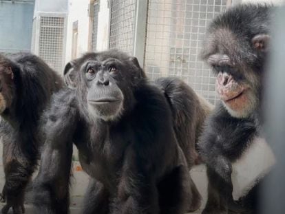 Esta es la reacción de la chimpancé Vainilla al estar por primera vez al aire libre a sus 28 años de edad, junio de 2023.