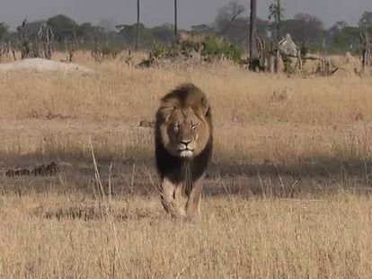 El lleó Cecil, a Zimbabue.