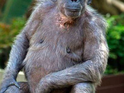 La Vieja era la ximpanzé més longeva d'Europa.