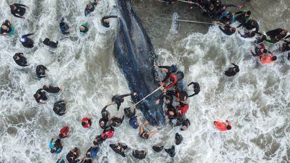 Personal de rescate intenta liberar a una ballena varada en Mar del Plata (Argentina).