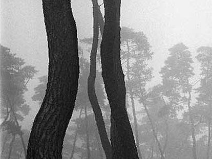 <i>Sin título,</i> de la serie <i>Pine T,</i> de Bae Bien-U.