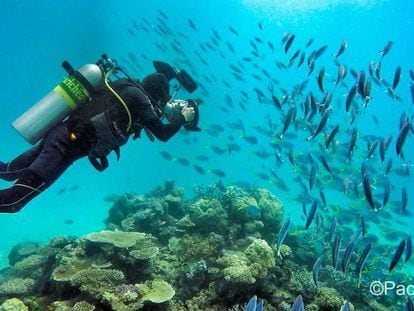 Los mejores lugares para bucear en la Gran Barrera de Coral