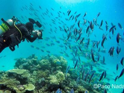 Los mejores lugares para bucear en la Gran Barrera de Coral