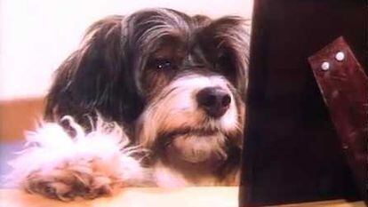 La perra 'Pippin', protagonista de la premiada campaña de TVE.