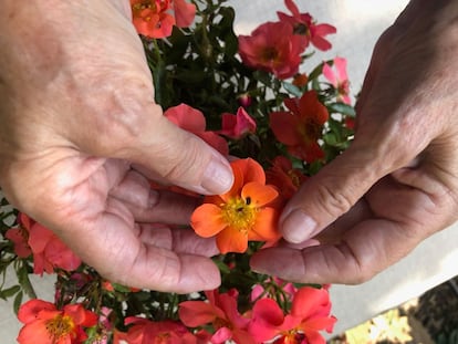 La rosa Setsuko Thurlow creada por Matilde Ferrer.