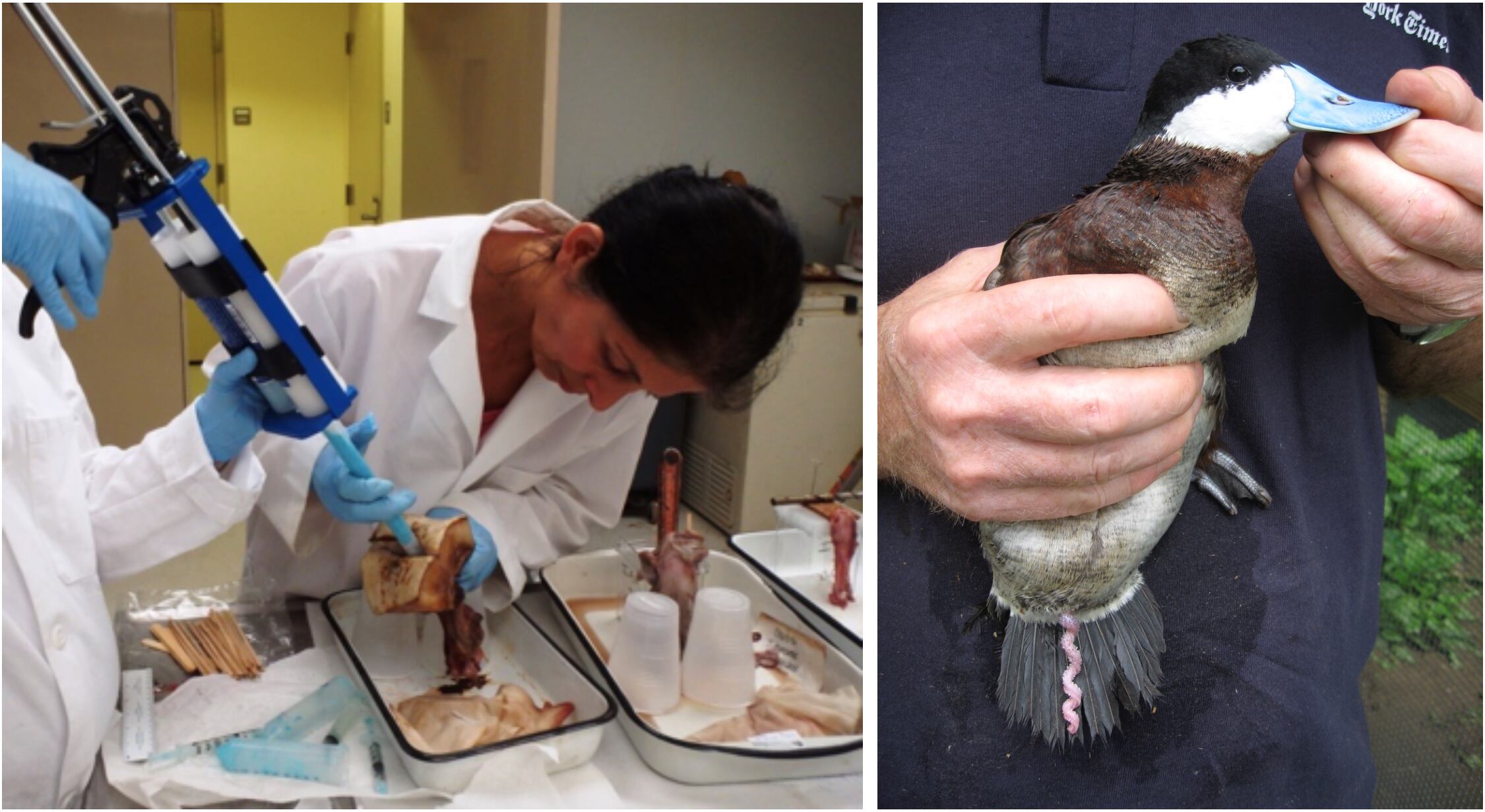 A la izquierda, la investigadora trabaja en un molde de vagina de pata. A la derecha, el pene de un pato zambullidor.