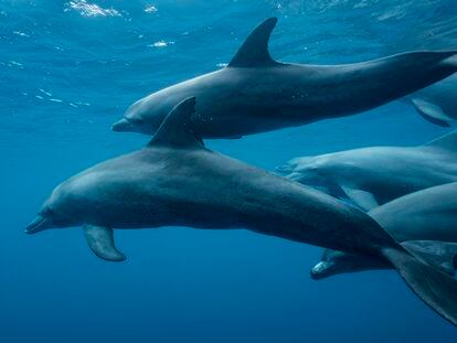 Un grupo de delfines nada en las costas de Mayotte.