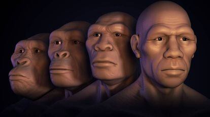Varios estados de la evolución humana.