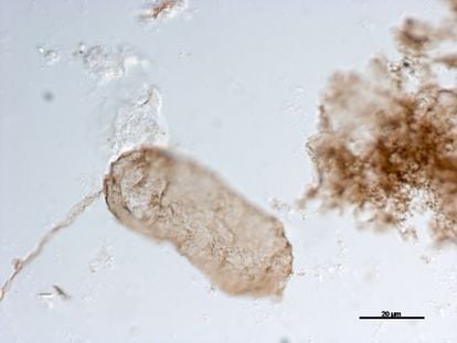 Esta imagen, tomada con un avanzado microscopio electrónico, muestra a una 'Navifusa majensis' que vivió hace 1.750 millones de años en aguas superficiales de lo que hoy es Australia