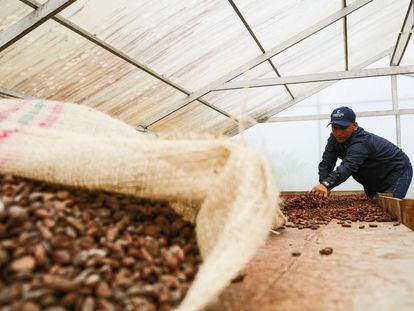 Un agricultor de cacao en San Vicente del Caguán (Colombia), en junio de 2022.