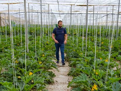 Sergio Ruiz Martín rocía su cultivo de calabacín con aminoácidos para facilitar la polinización de las flores en su invernadero de Las Norias (Almería).