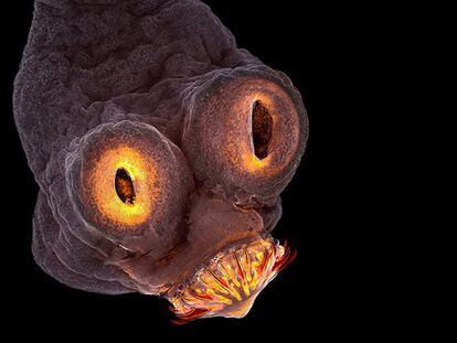 La imagen del parásito de la especie 'Taenia solium' fue una de las finalistas del concurso fotográfico 'Nikon Small World'.