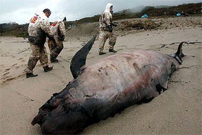 Varios soldados pasan junto a una cría de ballena muerta en la playa de Carnota.
