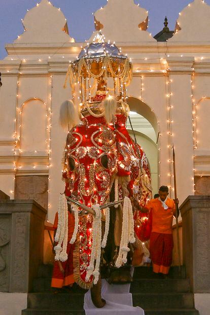Agosto. El diente más especial. Kandy (Sri Lanka). Del 12 al 23 de agosto. Cada agosto, durante 10 días, Kandy se viste de celebración para la fiesta budista Esala Perahera o Festival del Diente. En esos días la ciudad esrilanquesa se asemeja a un circo, con tragafuegos, elefantes, malabaristas y bailarines que honran un diente sagrado de Buda. Es tal la veneración por la reliquia que el desfile en su honor es ya uno de los festivales más vistosos de Asia. Son cinco las procesiones que recorren Kandy durante el Esala Perahera: la del templo budista de Kandy Maligawa y las de otros cuatro templos dedicados a las deidades guardianas del diente: Natha, Vishnu, Kataragama y la diosa Pattini. El chasqueo de los látigos resuena anunciando cada procesión, y toman las calles timbaleros, bailarines y una comitiva de elefantes de gala para la ocasión. 