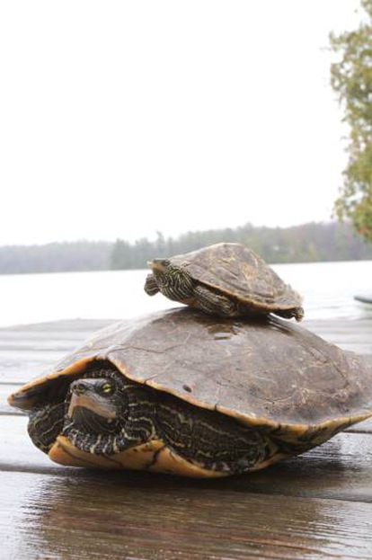 Dos tortugas adultas, en la que se aprecia la diferencia de tamaños entre las tortugas macho (el más pequeño) y las hembra.