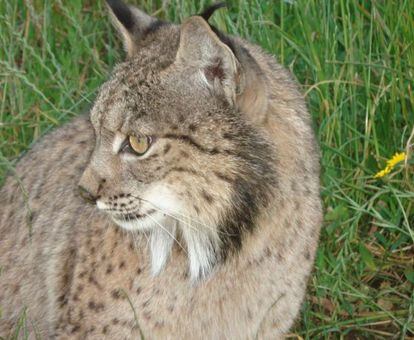 Ejemplar de lince ibérico.