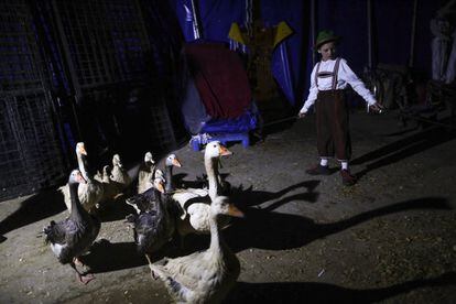 Los patos y las ocas son dirigidos por un niño con vestuario alemán en el espectáculo "La granja".