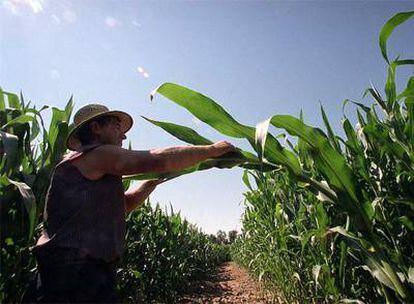 Campo de ensayo de maíz modificado genéticamente perteneciente al Instituto Nacional de Investigación Agraria en Aranjuez.