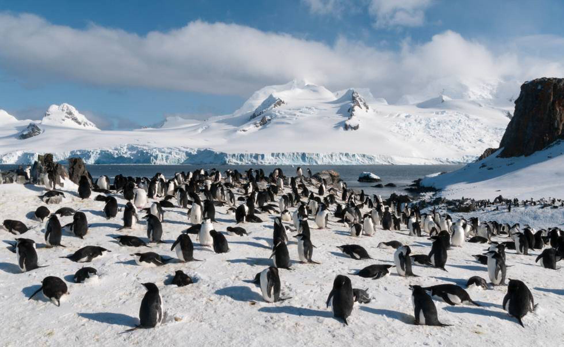 Ola de calor en el lugar más frío del planeta: qué significa que haya 40  grados de más en la Antártida | Clima y Medio Ambiente | EL PAÍS