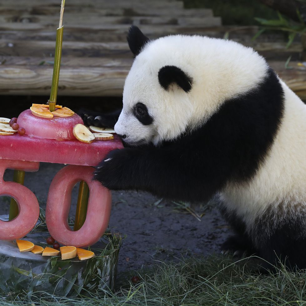 Los pandas gemelos del zoo de Madrid celebran un año con una tarta helada  de bambú | Madrid | EL PAÍS