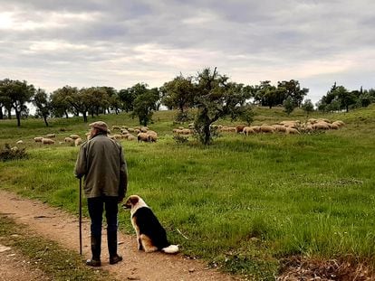 Horacio pastorea sus ovejas en la aldea de Santa Margarida da Serra, en el Alentejo portugués.