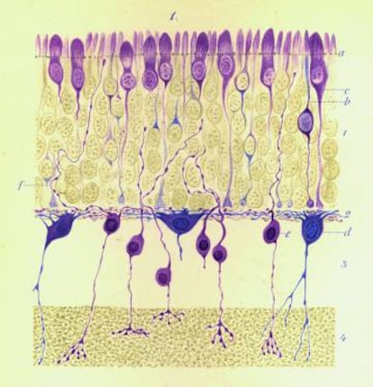Dibujo realizado por Aleksander Dogiel (1852-1922). Células nerviosas de la retina del hombre (Arch Mikrosk Anat 38: 317–344, 1891). Tomada de El Jardín de la Neurología: Sobre lo bello, el arte y el cerebro (BOE y CSIC, Madrid, 2014).