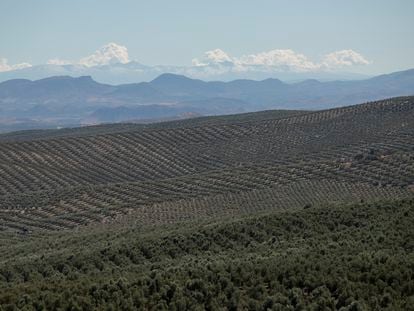 Paisaje de olivar en la provincia de Jaén.