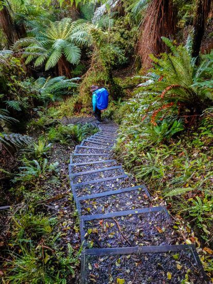 Un tramo del itinerario senderista Rakiura Track, en la isla Stewart, en la isla Sur (Nueva Zelanda).