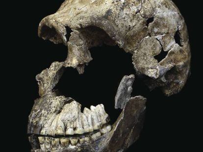 Cráneo del 'Homo naledi'