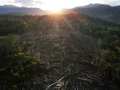 Árboles talados en el Parque Nacional Cordillera Azul, en la Amazonia peruana, en octubre de 2022.