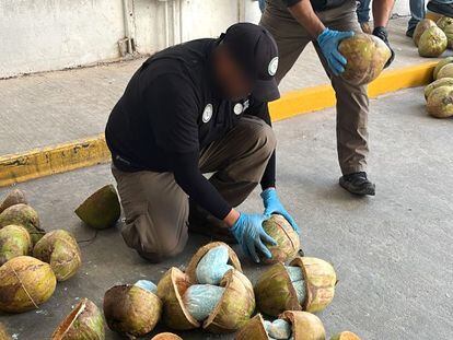 Un agente de la Fiscalía General de la República extrae del interior de los cocos bolsas con una sustancia con características del fentanilo, en Sonora.