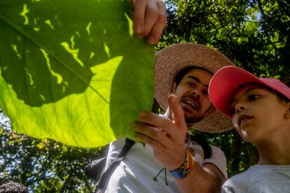 Lucas Posada  muestra la hoja de la planta Mafafa, comestible, en Medellín, Colombia.