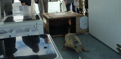 La foca curada en Gorliz, este jueves, en la embarcación utilizada para su devolución al medio natural. 