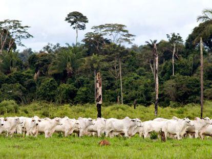 Brasil ha conseguido reducir un 70% su deforestaci&oacute;n.