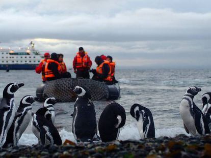 Pingüinos en la isla de Magdalena (Chile), una de las paradas de los cruceros de Australis por el estrecho de Magallanes.