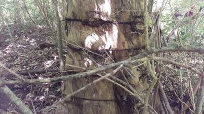 El árbol marcado que permitió ubicar los restos de El Campito. 