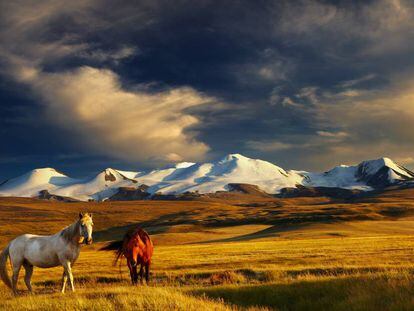 Dos caballos en la meseta de Ukok, en la frontera entre Rusia, Mongolia y China.
