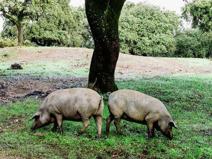 El periodo de cebo resulta crucial para los cerdos ibéricos. En la imagen, dehesa de una de las fincas de Cinco Jotas.