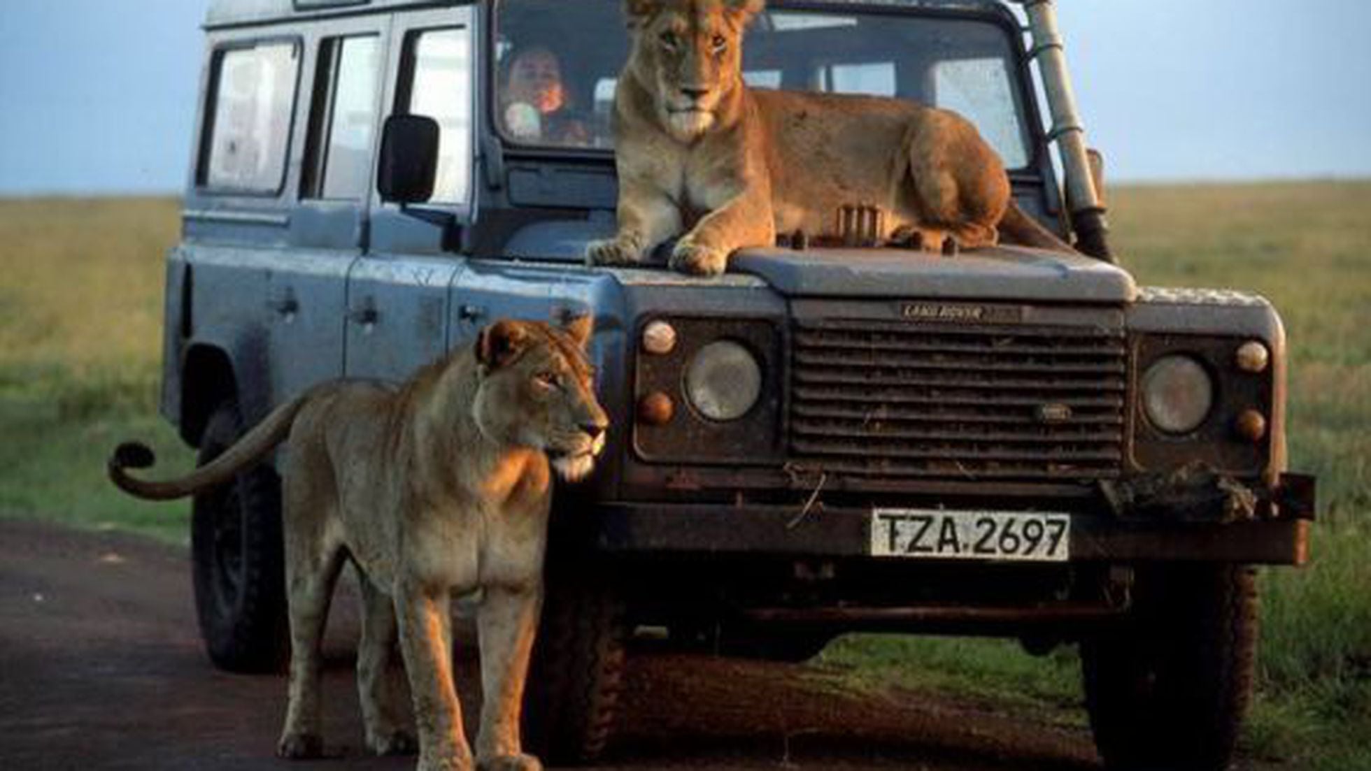 Safaris en África para cazar leones por  euros | Politica | EL PAÍS