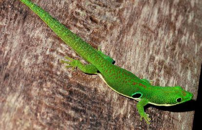 Especie de lagartija encontrada en Madagascar y en peligro: 'Phelsuma quadriocelata'